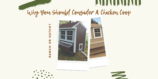 Why You Should Consider A Chicken Coop
